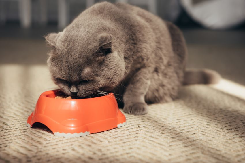 Gray cat eating from an orange bowl on a woven mat.