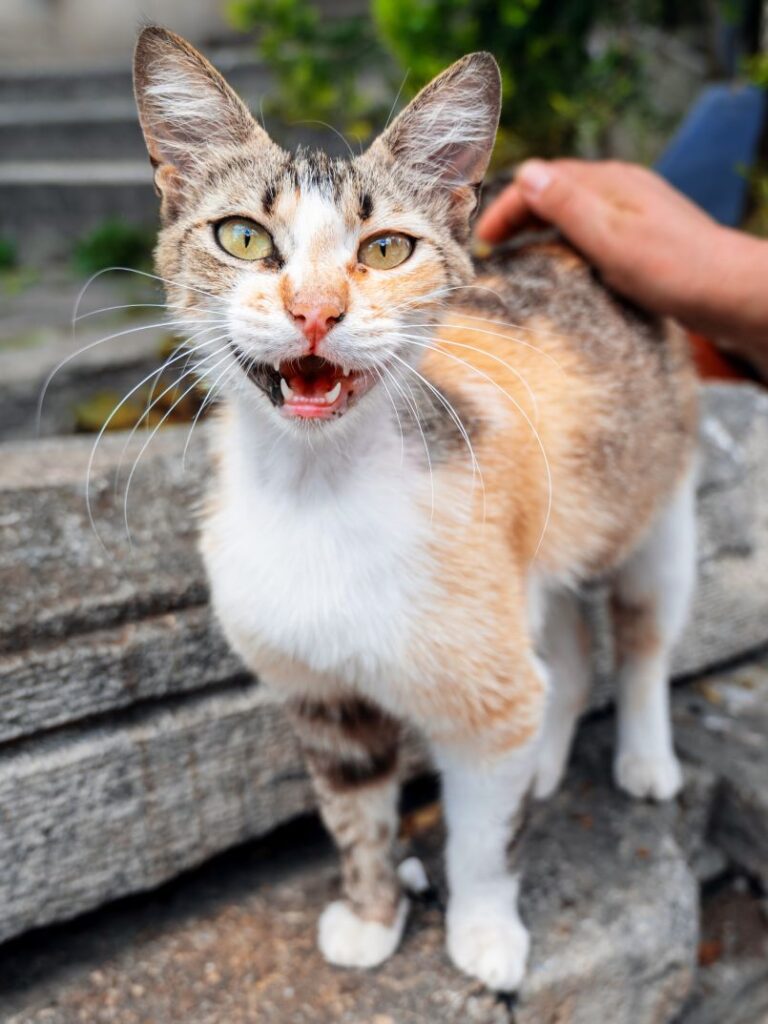 Calico cat with wide eyes and open mouth, being petted by a person.