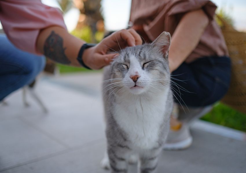 Two people petting a content grey and white cat outdoors.