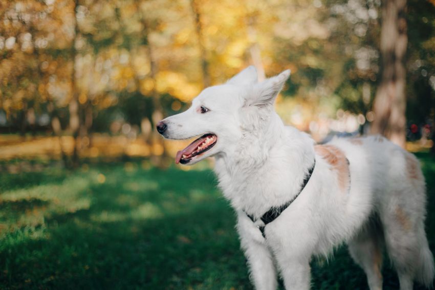 White dog wearing a harness, standing in a sunny park.